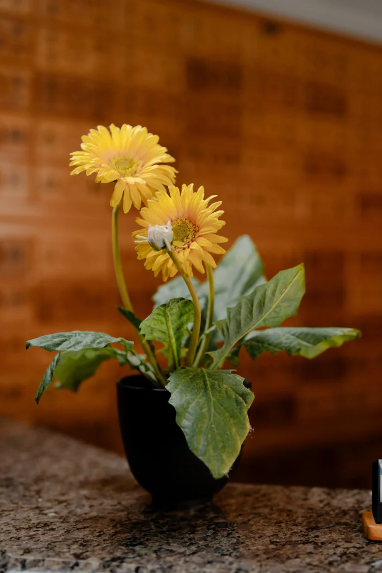 Plant on an office table